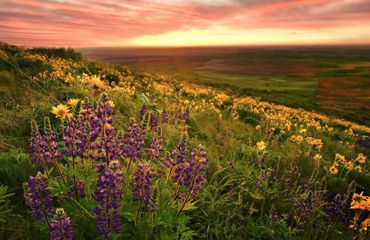 Valley of Flowers Trek